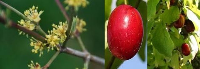 von der Blüte zum Dirndl, und schon wieder ist Herbst ...