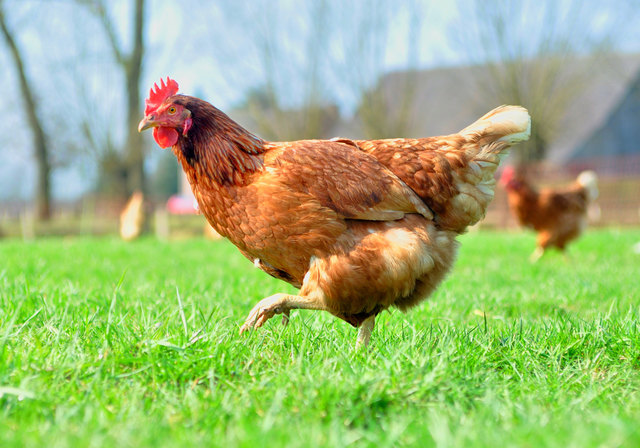 Stallpflicht für Geflügel ab 25. März wieder aufgehoben.