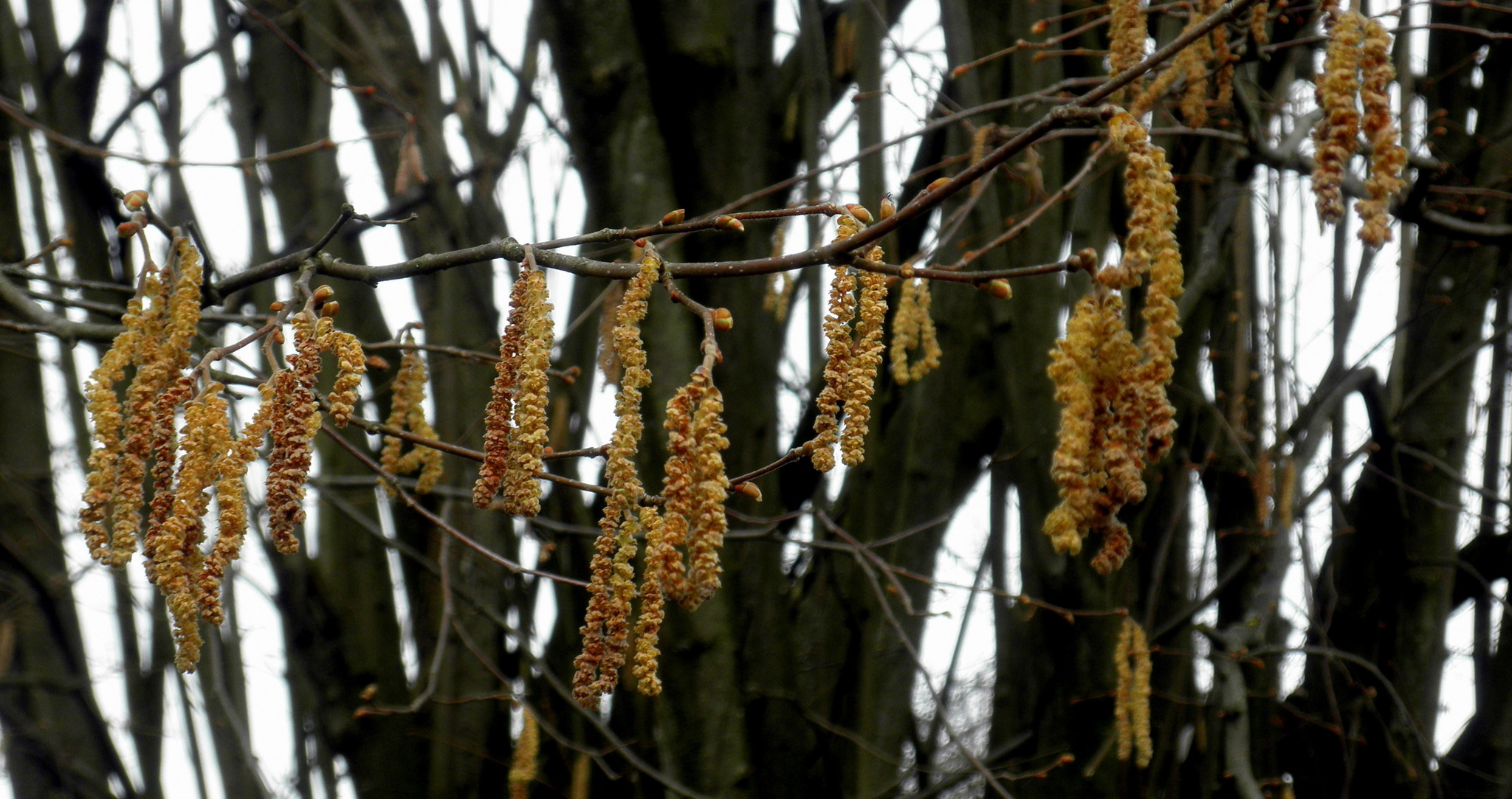  Blütenstaub - Mürztal Motiv 