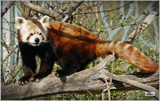 hast fast so rotes Haar wie ich