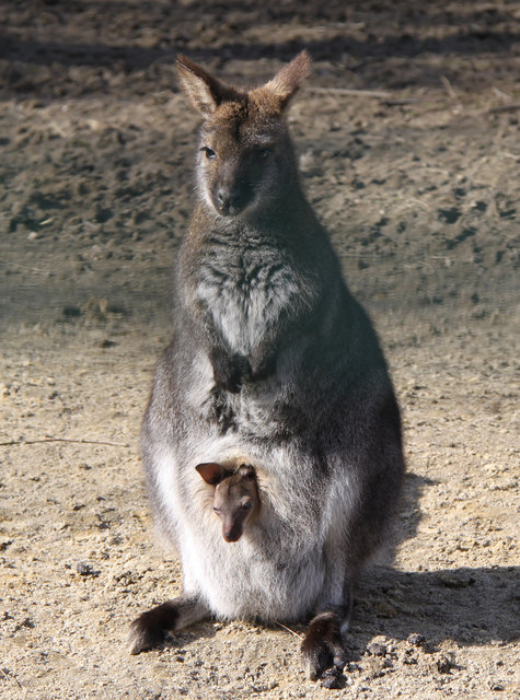 Das junge Känguru bleibt am liebsten im Beutel. Foto: Zoo Linz