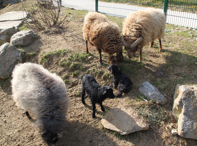 Foto: Zoo Linz