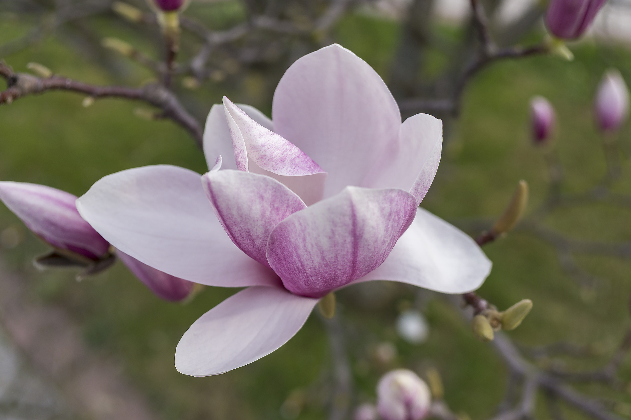 Magnolien: Traumhafte Frühlingsblüher. Kaum eine andere Pflanze zieht im Frühjahr so sehr die ...