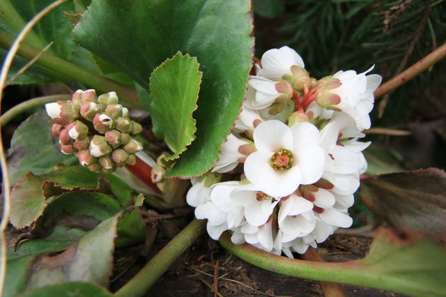 Riesensteinbrech oder Bergenia