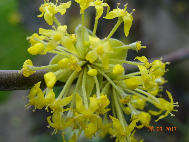Dirndlblüte in unserem Garten.