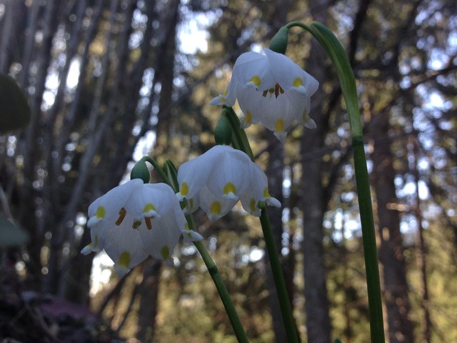 Die derfm ah ned fehln... Frühlingsknotenblumen