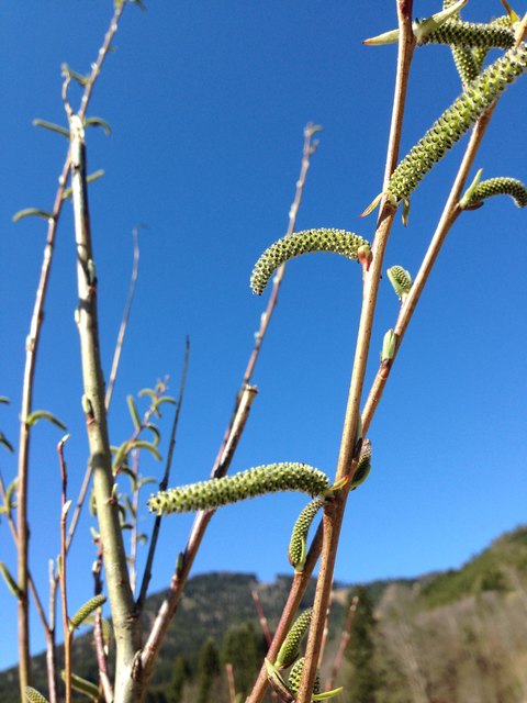 Haselnussblüten