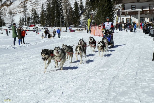 Letztes Saisonrennen als krönender Abschluss: Musher Gerald Schinzel gewann die Tourenklasse beim 22. Int. Nockberge-Longtrail.