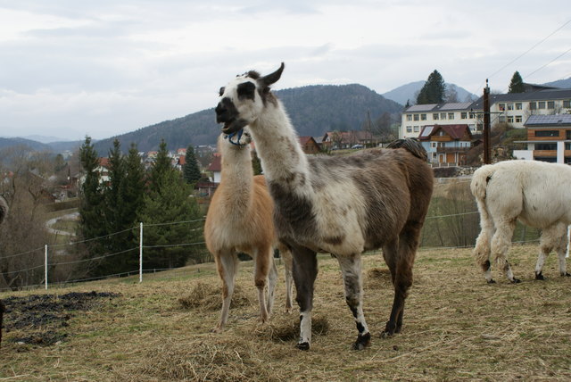 Mit Lamas auf Wanderungen gehen ist in Semriach möglich. | Foto: WOCHE