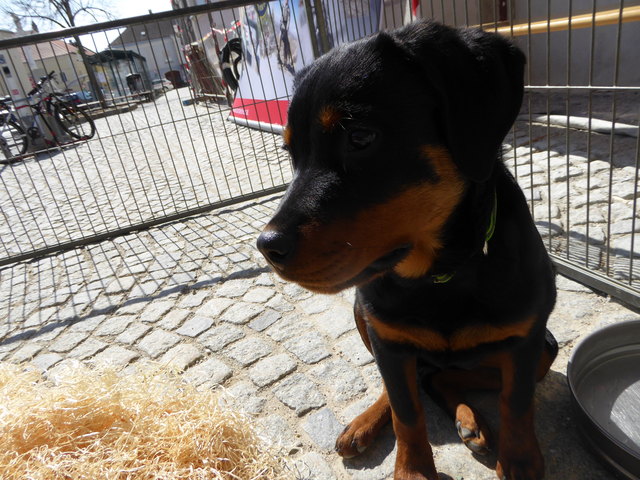 Bundesheer am Brucker Hauptplatz