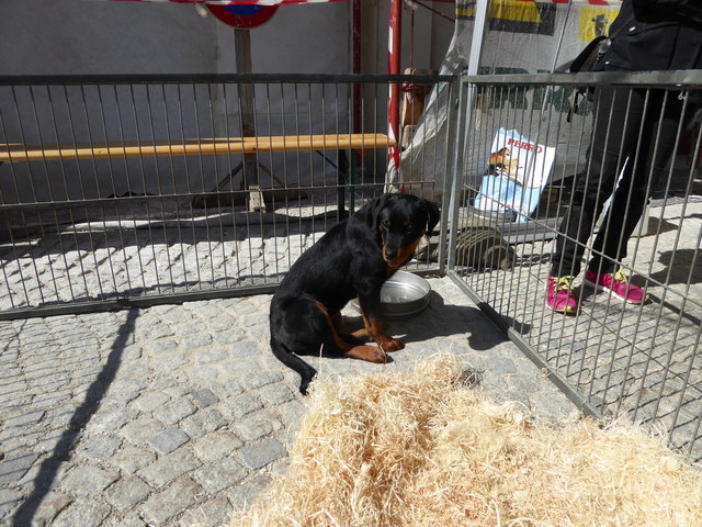 Bundesheer am Brucker Hauptplatz