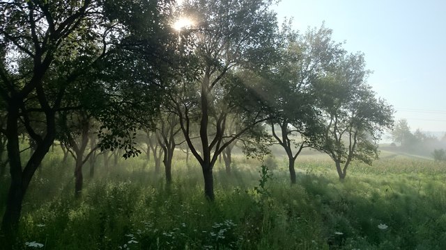 „Nicht wo du die Bäume kennst, sondern dort wo die Bäume dich kennen, ist deine Heimat!"- Aus Sibirien – Ein ruhiges und schönes Wochenende! Ivica Foto: Ivica Stojak, ein Foto aus der Fotoreihe "Heimat"