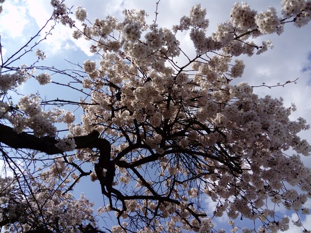 Ist das nicht ein Blühtenmeer?