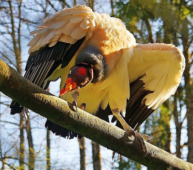 ... ist die schönste Art aller Neuweltgeier!
