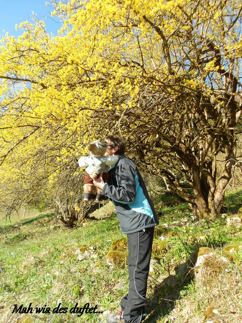 Des is a Dirndlblüte