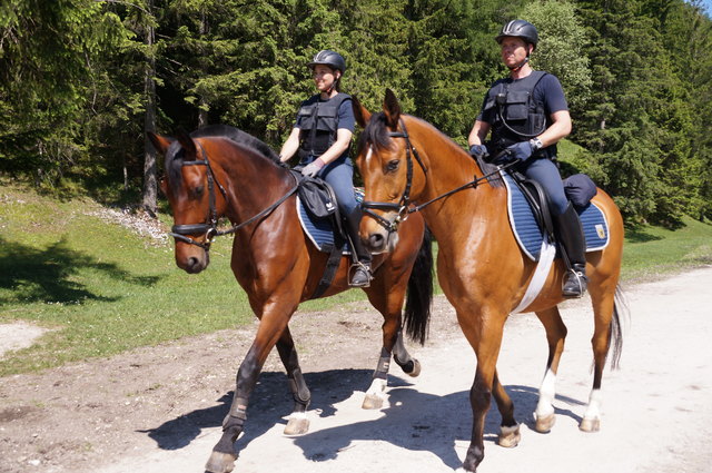 In Deutschland sind in mehreren Bundesländern Pferde bei der Polizei im Einsatz. | Foto: Larcher