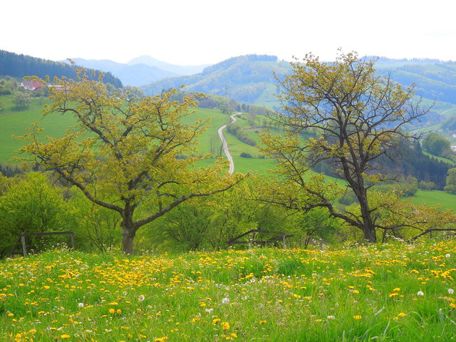 Dirndlblüte im Traisental 3