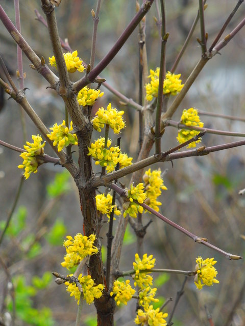 Dirndlblüte im Traisental 1