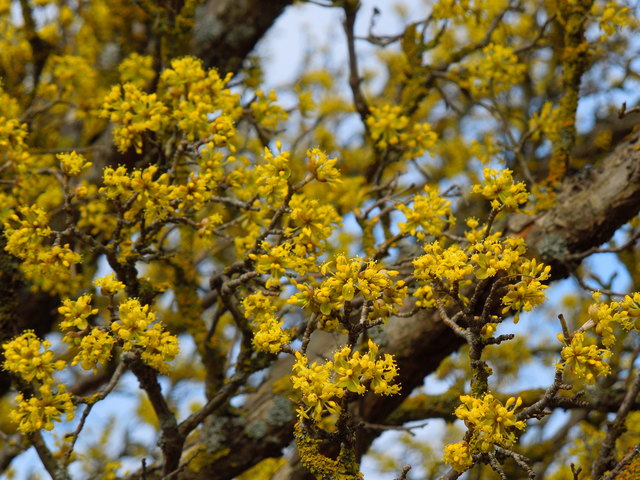 Dirndlblüte im Traisental 2