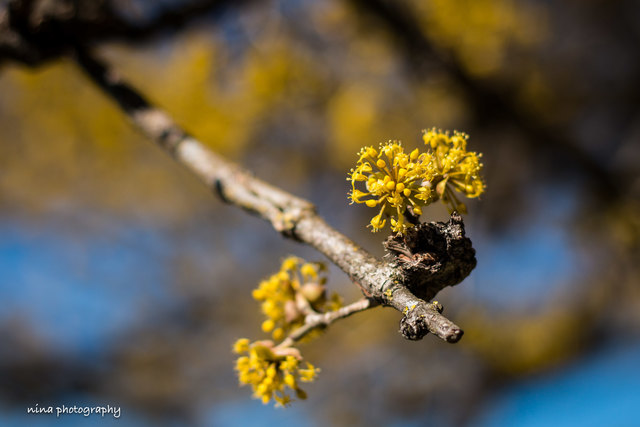 Die Blüte der Dirndl