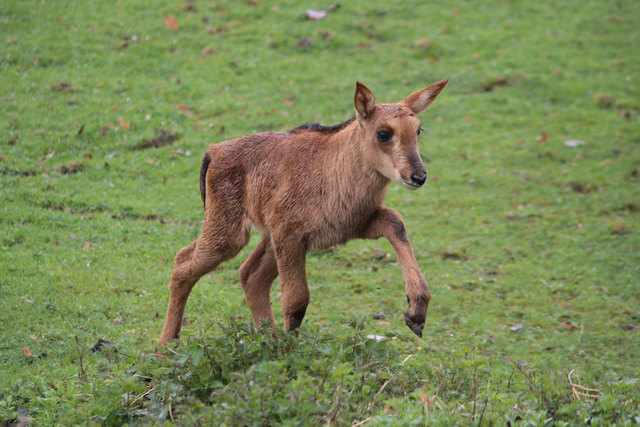 Das Rappenantilopen-Mädchen ist gut zwei Wochen nach der Geburt bereits kräftig genug für erste Ausflüge. | Foto: Zoo Salzburg
