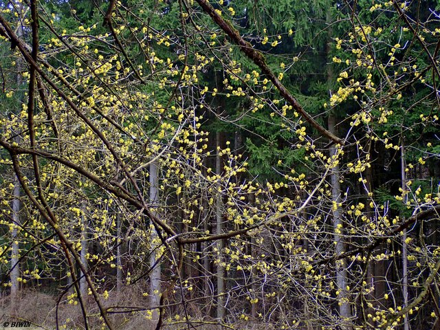 Dirndlblüte im Wald
