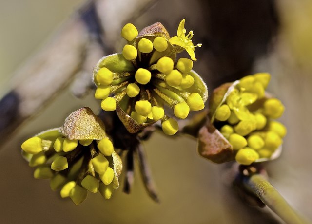 kornelkrischenblüte