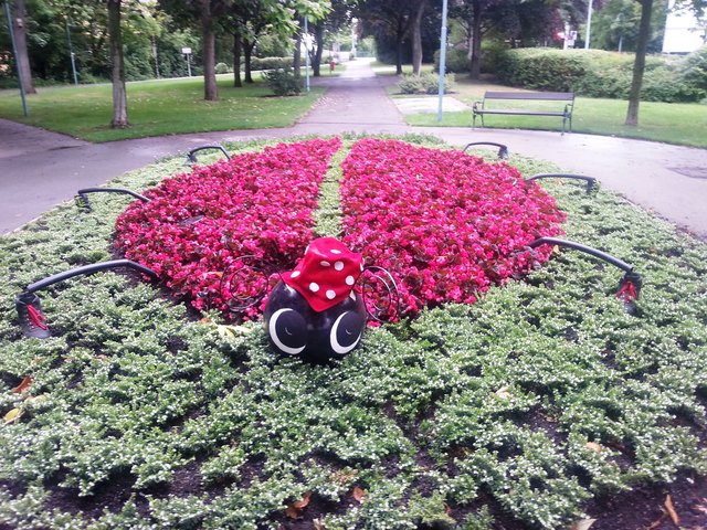 BLUMEN-MARIENKÄFER