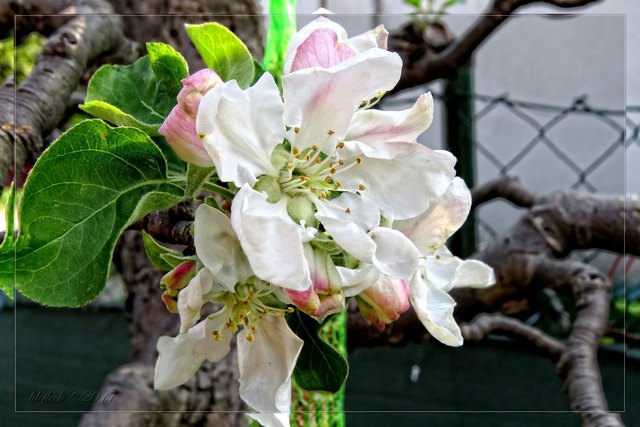 Ob diesmal auch endlich wieder Äpfel daraus werden?