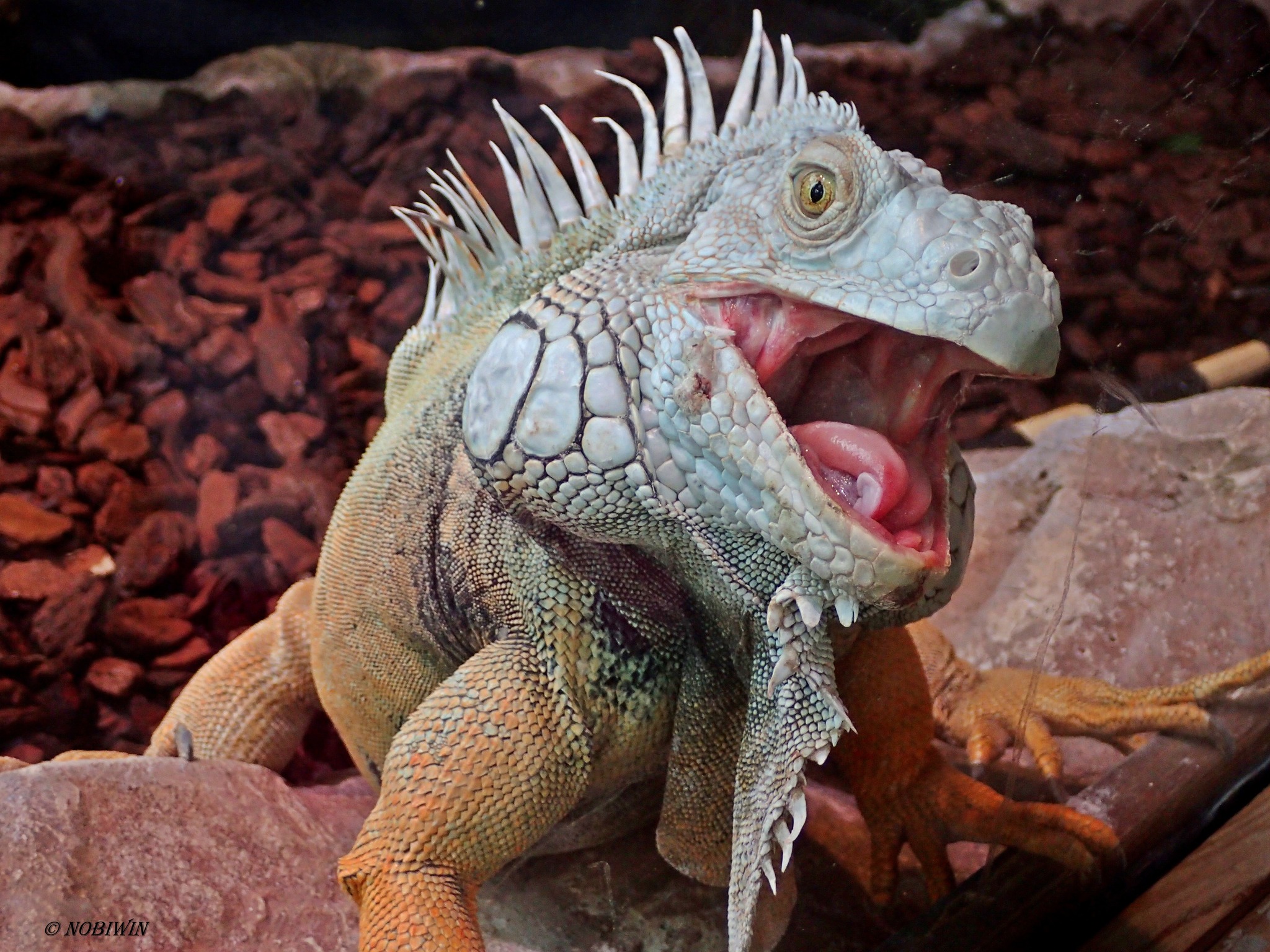 Was will uns dieser Leguan sagen? Mariahilf