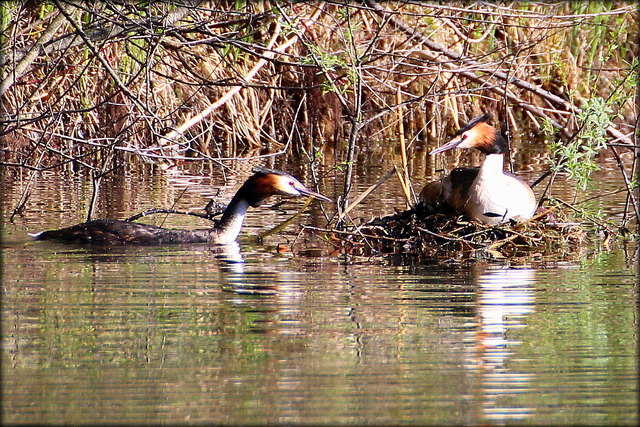 Haubentaucher bringt neues Baumaterial für das Nest