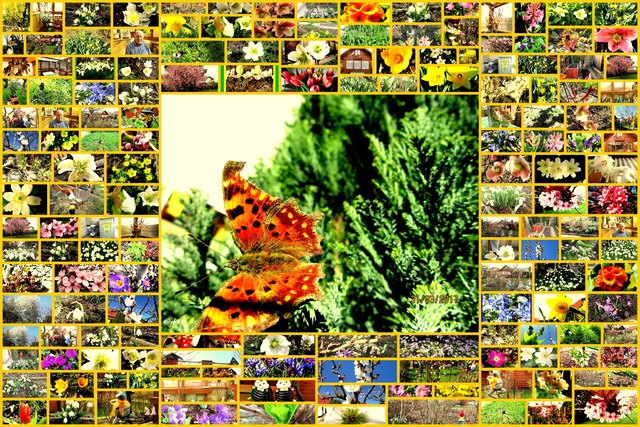 Alle Schnappschüsse vom März in einer Collage. Von eineer netten Userin habe ich erfahren der Schmetterling heißt C-Falter.