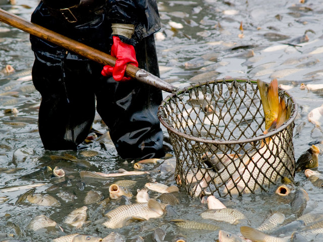 Fischsterben in St. Florian am Inn: Die Spurensicherung der Polizei war vor Ort. BH-Wasserrechtsbehörde und Gewässerbezirk haben Proben genommen. | Foto: bororoo/fotolia (Symbolfoto)