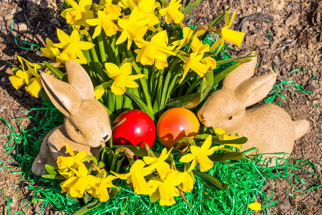 In einem Garten wurde ein Osternest mit Ostereier und Osterhasen versteckt. Brauchtum zu Ostern