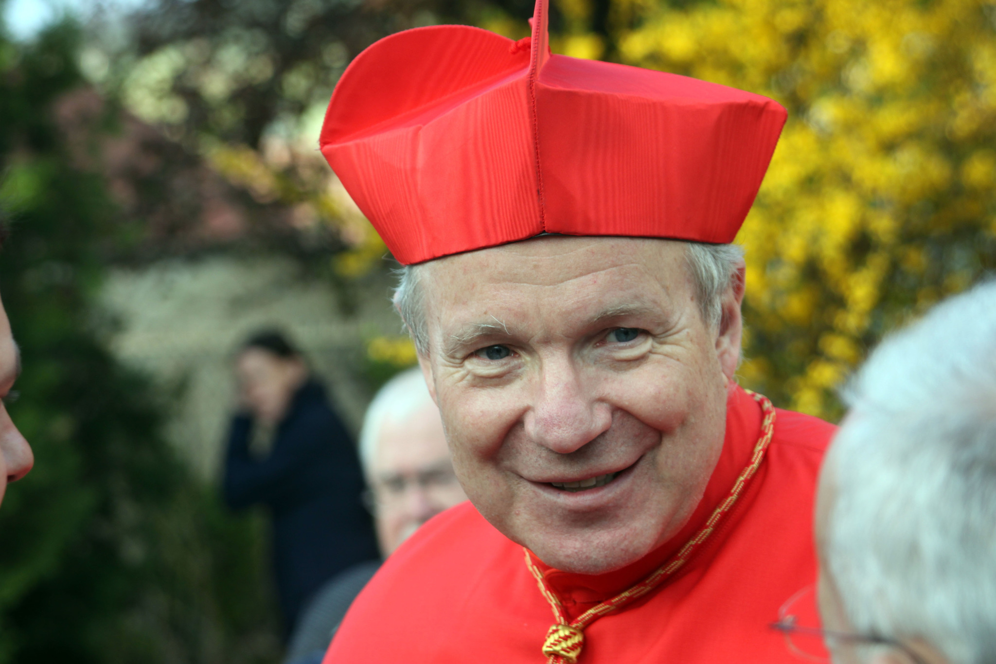 Kardinal in Niederrußbach Korneuburg