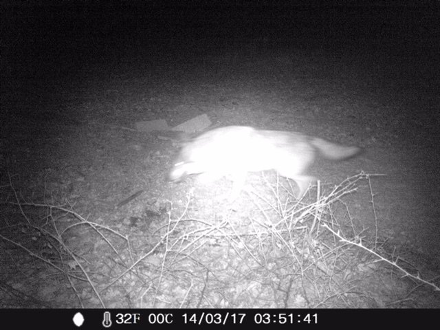 Diese Foto wurde von einer Wildkamera im Gemeindegebiet von St. Georgen gemacht. | Foto: Burgenländischer Jagdverband