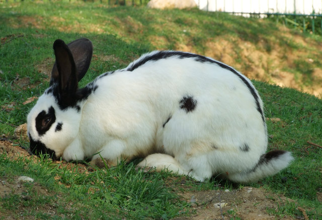 Hase genießt das frische Gras