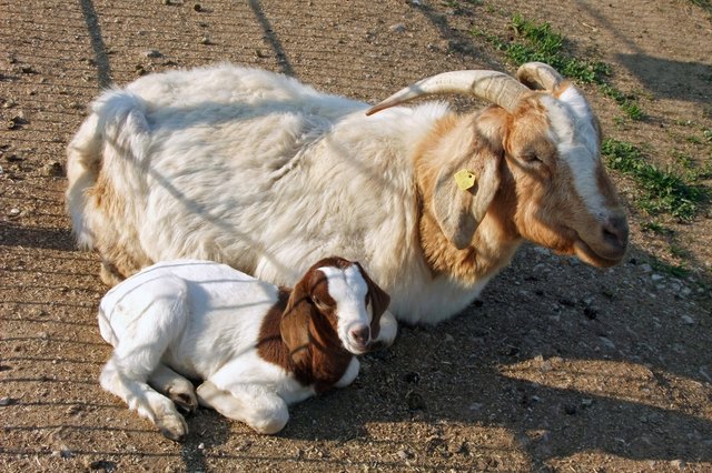 Gemeinsam ruhen das Kitz und Mama