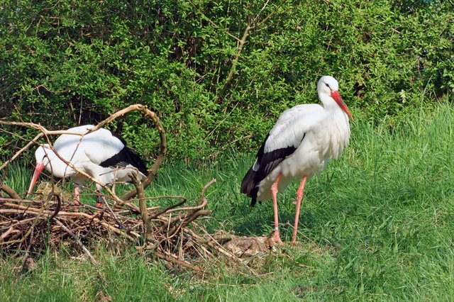 Störche beim Nestbau