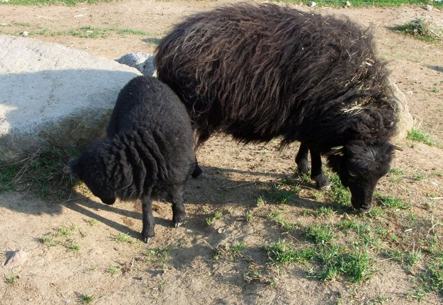 Mutter mit Lämmchen