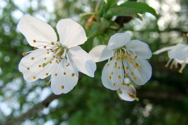 Kirschblüten im Zoo