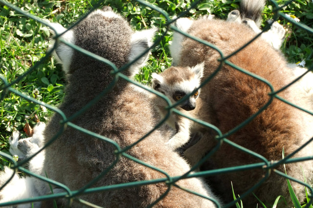 Kattababy mit Eltern