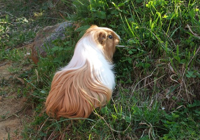 Meerschweinchen im Freigehege