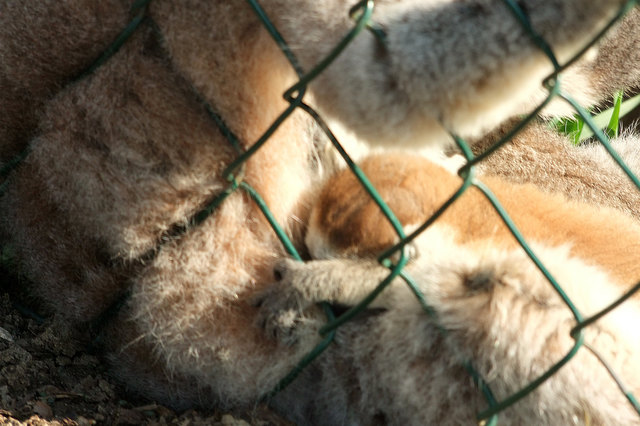 Kattababy beim trinken ( leider nicht scharf geworden)