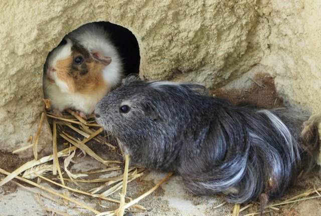 Im Meerschweinchenhaus