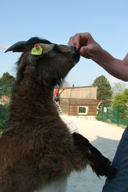 Freilaufende Ziege im Streichelzoo
