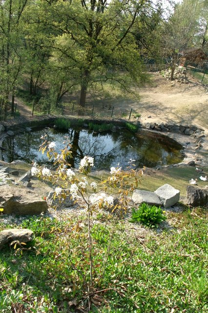 Teich für die Gänse
