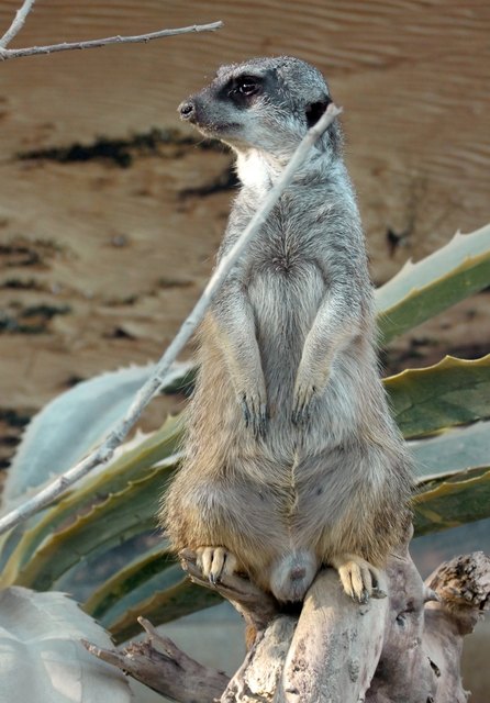 Erdmännchen auf Wachposten