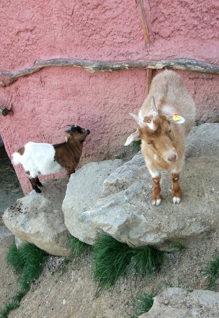 Afrikanische Hausziegen