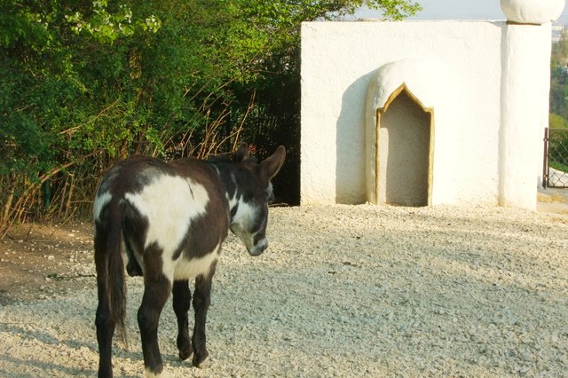 Esel auf dem Weg zum Stall